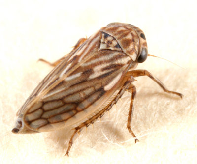 Leafhoppers genus Ceratagallia