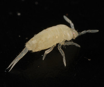 Pseudosinella rolfsi