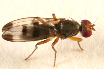 Cereal Fly - Geomyza tripunctata