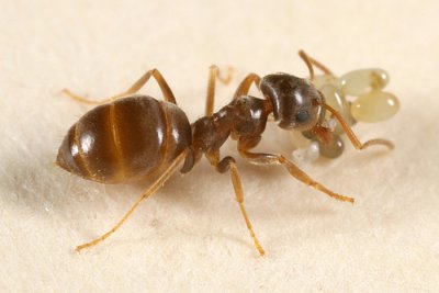 Lasius neoniger