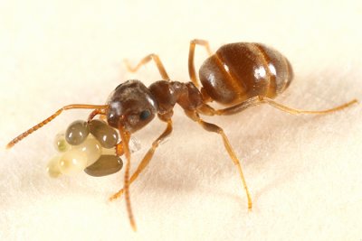 Lasius neoniger