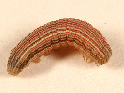 10438 - Armyworm - Mythimna unipuncta