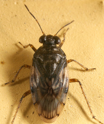 Saldula pallipes