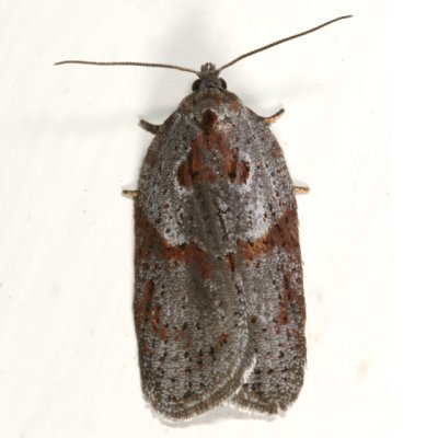 3543 - Stained-back Leafroller Moth - Acleris maculidorsana