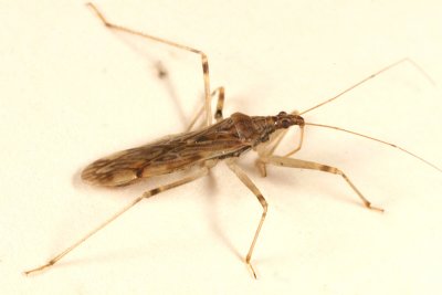 Lasiomerus annulatus