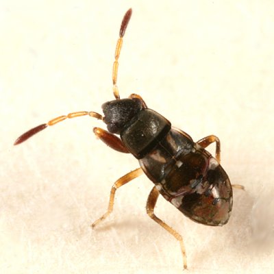 Rhyparochromidae nymph