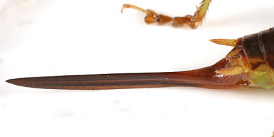 Short-winged Meadow Katydid - Conocephalus brevipennis (female)