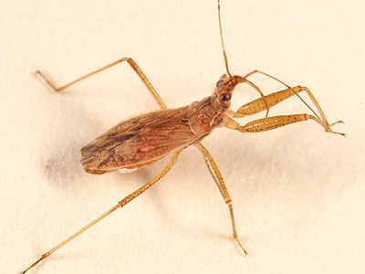 Nabis rufusculus