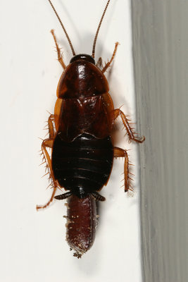 Virginia Wood Cockroach laying an ootheca - Parcoblatta virginica
