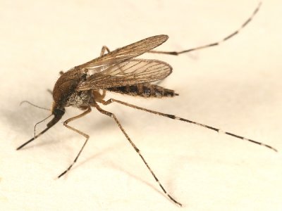 Golden Saltmarsh Mosquito - Ochlerotatus sollicitans