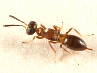 Chalcid Wasps - Eupelmidae