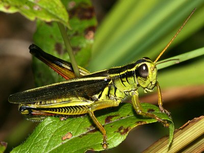 Two-Striped Grasshopper - Melanoplus bivittatus