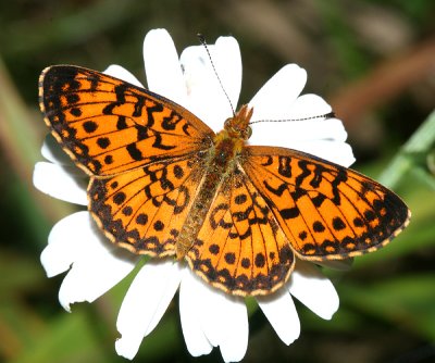 Silver-bordered Fritillary - Boloria selene