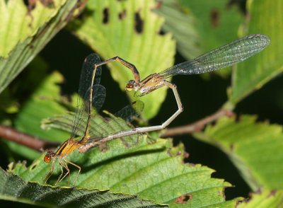 Orange Bluets - Enallagma signatum (mating wheel)