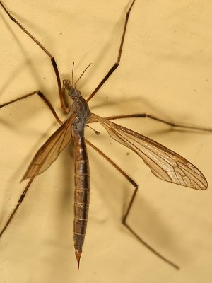 Tipula paterifera (female)