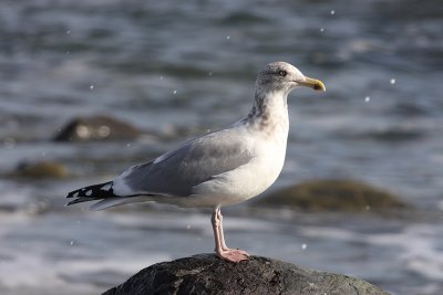 Herring Gull