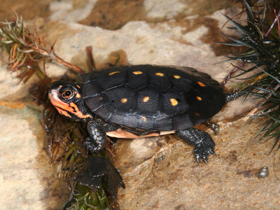 baby Spotted Turtle - Clemmys guttata