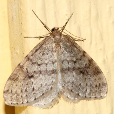 7437-Bruce Spanworm Moth -- Operophtera bruceata (male)