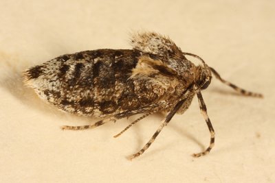 7436 - Winter Moth -- Operophtera brumata (female)