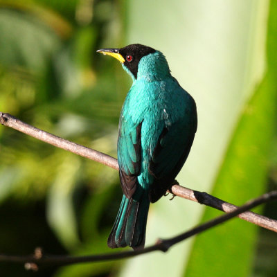 Green Honeycreeper male - Chlorophanes spiza