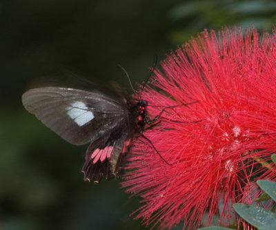 Spear-winged Cattleheart - Parides neophilus