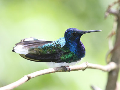 White-necked Jacobin - Florisuga mellivora