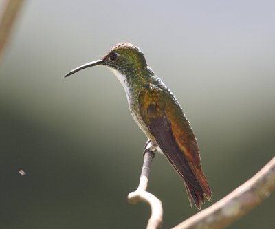 White-chested Emerald - Agyrtria brevirostris (female)