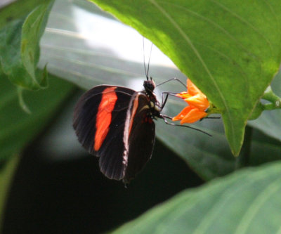 Small Postman Butterfly - Heliconius erato