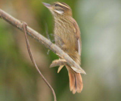 Streaked Xenops - Xenops rutilans