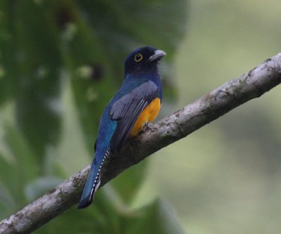 Guianan Trogon - Trogon violaceus