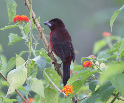 Silver-beaked Tanager - Ramphocelus carbo