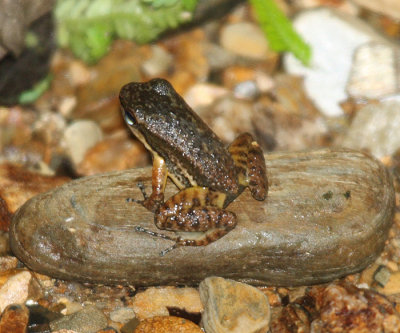 Yellow-throated Frog - Mannophryne Mannophryne trinitatis