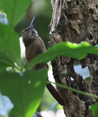 Cocoa Woodcreeper - Xiphorhynchus susurrans