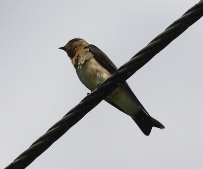 Southern Rough-winged Swallow - Stelgidopteryx ruficollis
