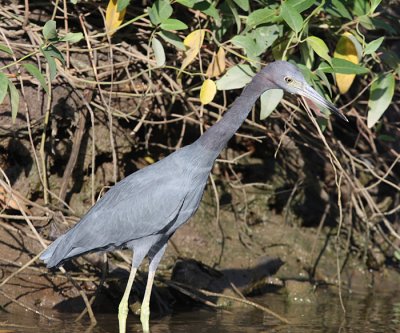 Little Blue Heron - Egretta caerulea