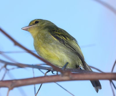 Yellow-breasted Flycatcher - Tolmomyias flaviventris