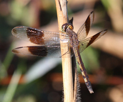Band-winged Dragonlet - Erythrodiplax umbrata (female)