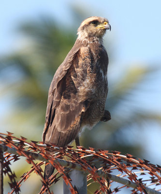 Savanna Hawk - Buteogallus meridionalis