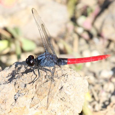 Flame-tailed Pondhawk - Erythemis peruviana (male)