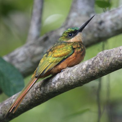 Rufous-tailed Jacamar - Galbula ruficauda