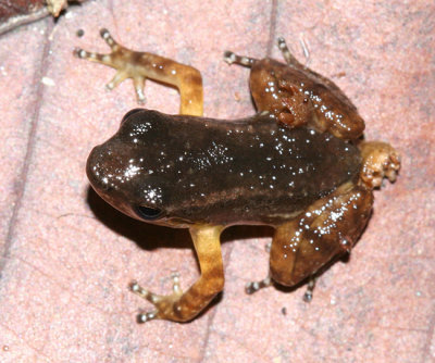 Yellow-throated Frog - Mannophryne Mannophryne trinitatis