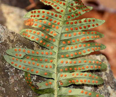 Common Polypody - Polypodium virginianum