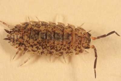 Porcellio scaber