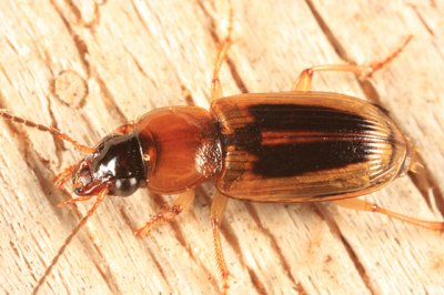 LeConte's Seedcorn Beetle - Stenolophus lecontei