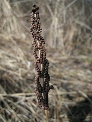 Sensitive Fern - Onoclea sensibilis