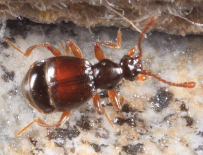 Reichenbachia corporalis