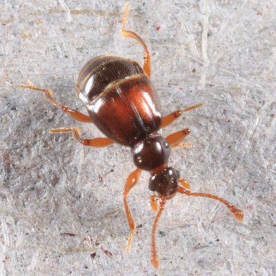 Reichenbachia corporalis