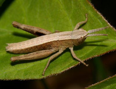 Chloealtis conspersa (3rd instar)