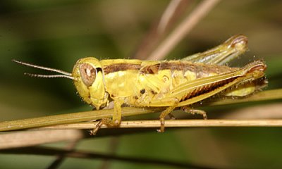 Two-Striped Grasshopper - Melanoplus bivittatus (4th instar)