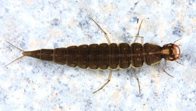 Ilybius sp. (larva)